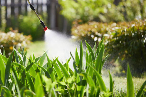 24/7 Emergency Termite Control experts in Mount Olive, MS