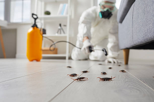 Affordable Termite Control solutions in Mount Olive, MS